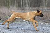 CANE CORSO 723